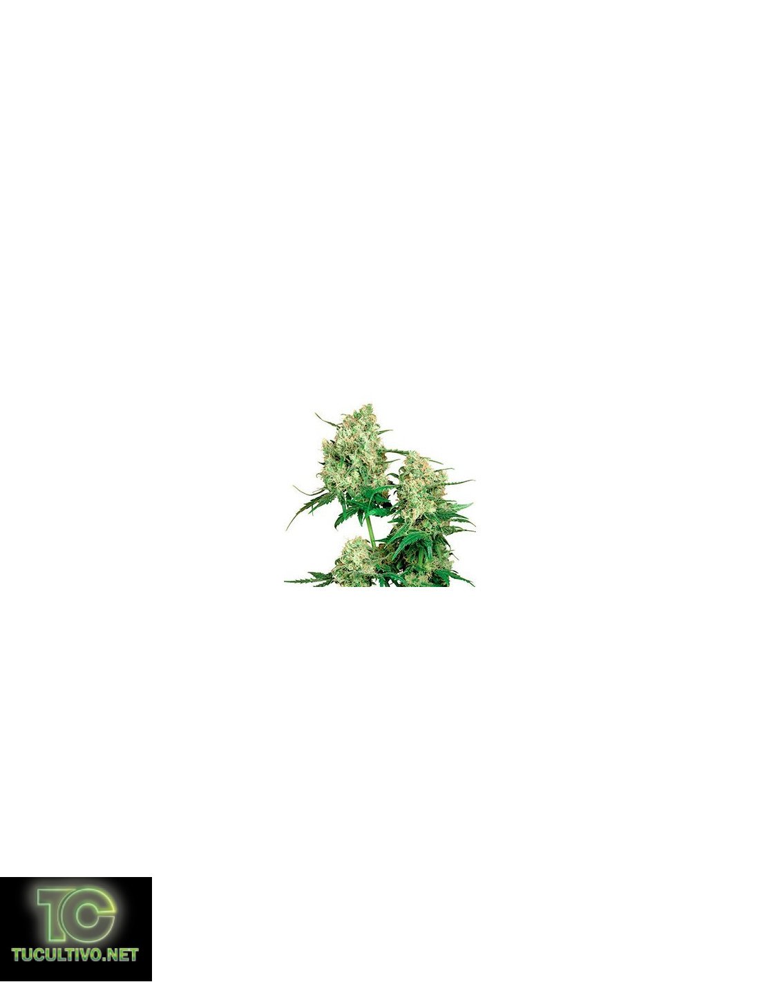 Maple Leaf Indica Regular 
