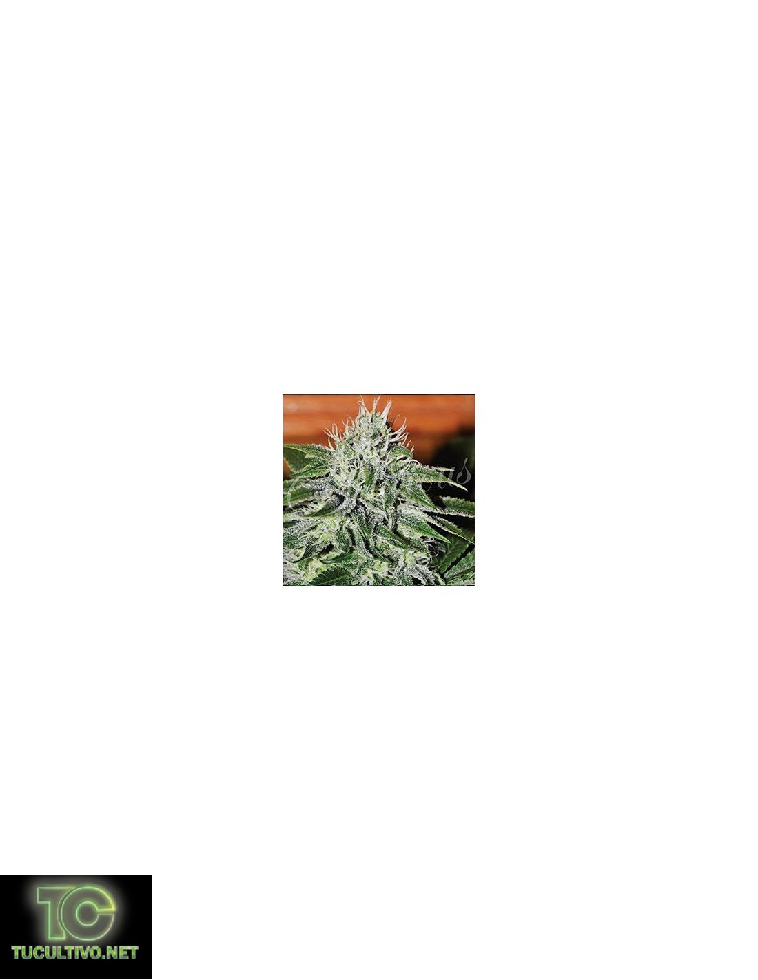 Critical Jack Herer - Delicious Seeds