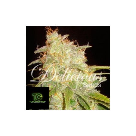 Critical Yumbolt - Delicious Seeds