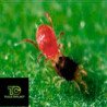 Phytoseiulus Permisilis Contra Araña Roja