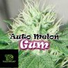 Auto Melon Gum