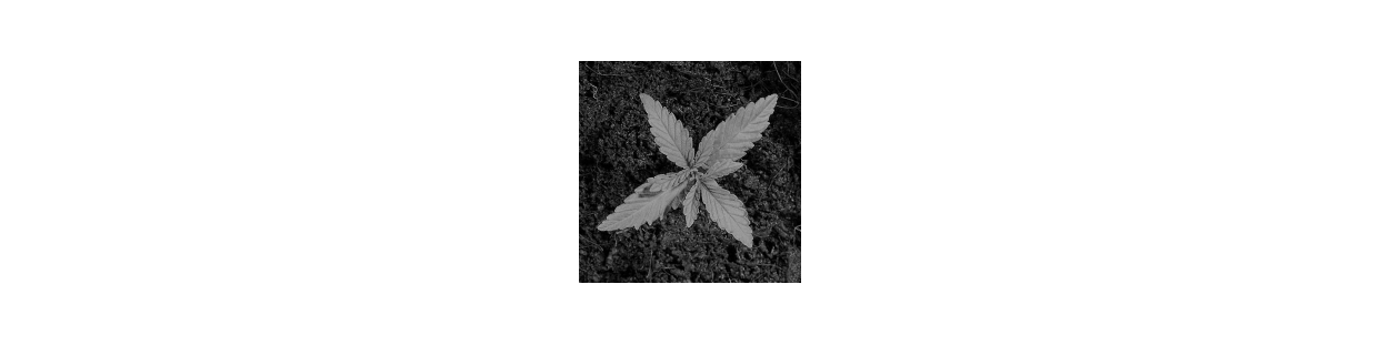 Pots et plateaux pour culture de cannabis