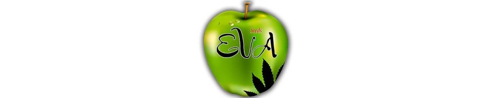 EVA Seeds feminized for cannabis growers