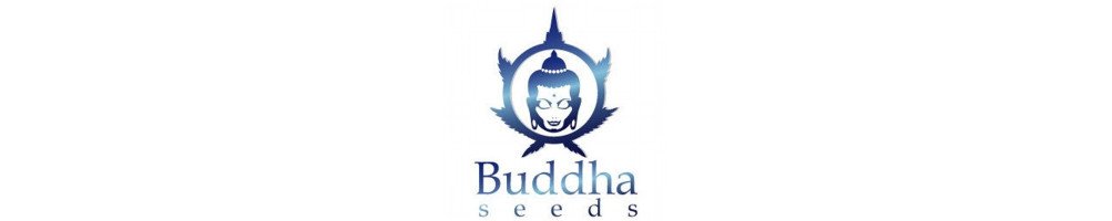 Semillas de marihuana Buddha Seeds Auto