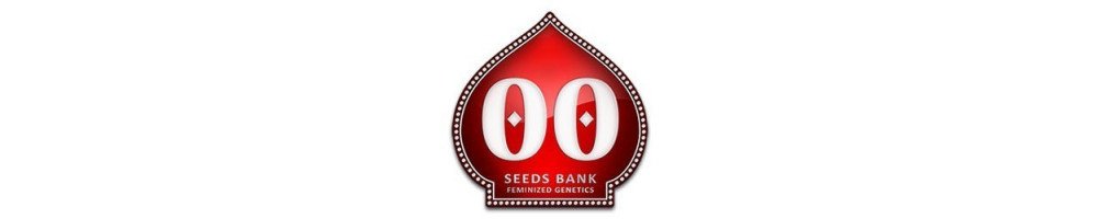00 Seeds Bank auto-florissantes pour cannabis