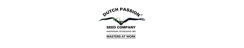 Dutch Passion feminized cannabis seeds
