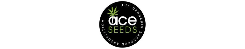 ACE Seeds féminisées pour la culture du cannabis