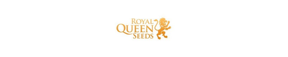 Royal Queen Seeds graines automatiques pour culture du cannabis