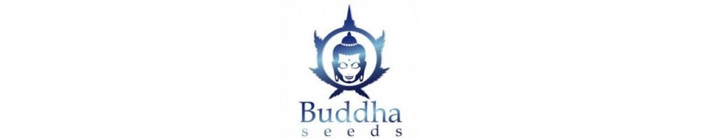 Graines autofloraison régulières Buddha Seeds