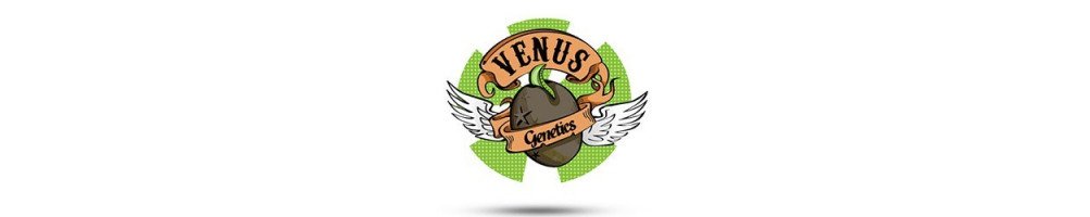 Venus Genetis Auto - Autoflowering Seeds
