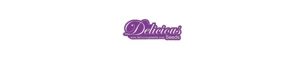 Graines Delicious Seeds régulières pour culture du cannabis