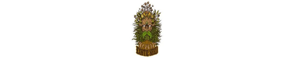 Graines d'Exotic Seeds féminisées de saison pour culture du cannabis